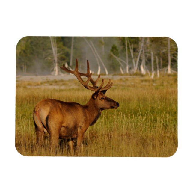 Rocky Mountain Elk | Yellowstone nationalpark Magnet (Horisontell)