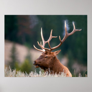 Rocky Mountain Elk Yellowstone nationalpark Poster