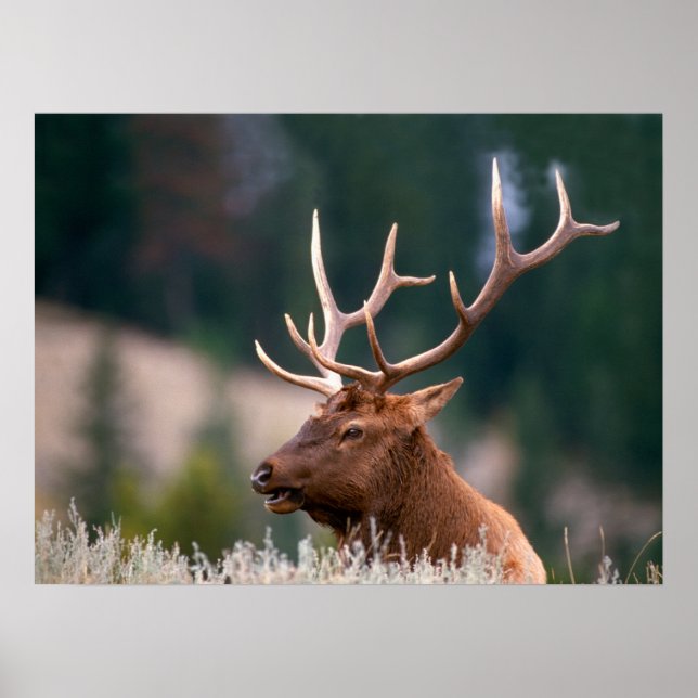 Rocky Mountain Elk Yellowstone nationalpark Poster (Framsidan)