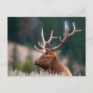 Rocky Mountain Elk Yellowstone nationalpark Vykort