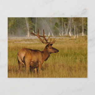 Rocky Mountain Elk Yellowstone nationalpark Vykort