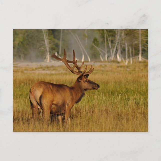 Rocky Mountain Elk | Yellowstone nationalpark Vykort (Framsida)
