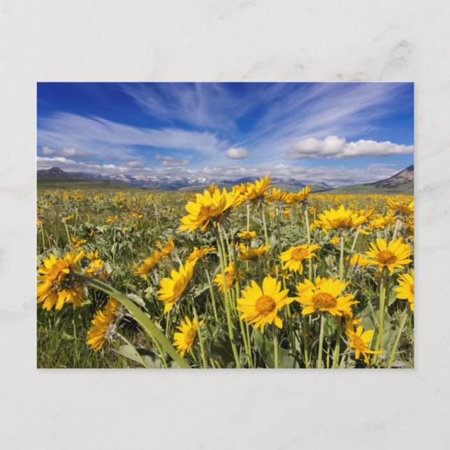 Rocky Mountain Front Range Vykort (Framsida)