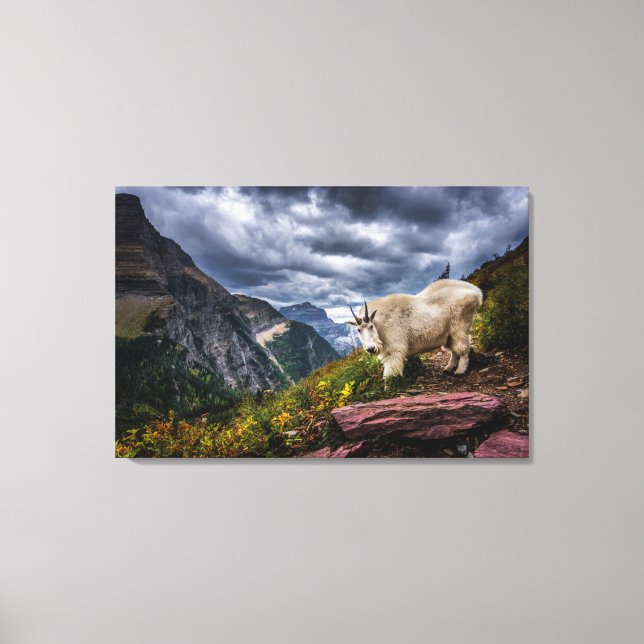 Rocky Mountain Goat Canvastryck (Framsida)