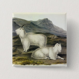 Rocky Mountain Goat (Capra Americana) av Audubon Knapp