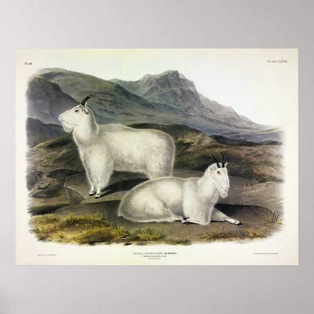 Rocky Mountain Goat (Capra Americana) av Audubon Poster (Framsidan)