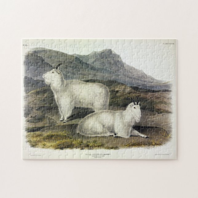 Rocky Mountain Goat (Capra Americana) av Audubon Pussel (Horisontell)