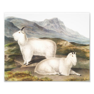 Rocky Mountain Goat (Capra Americana) Illustration Fototryck