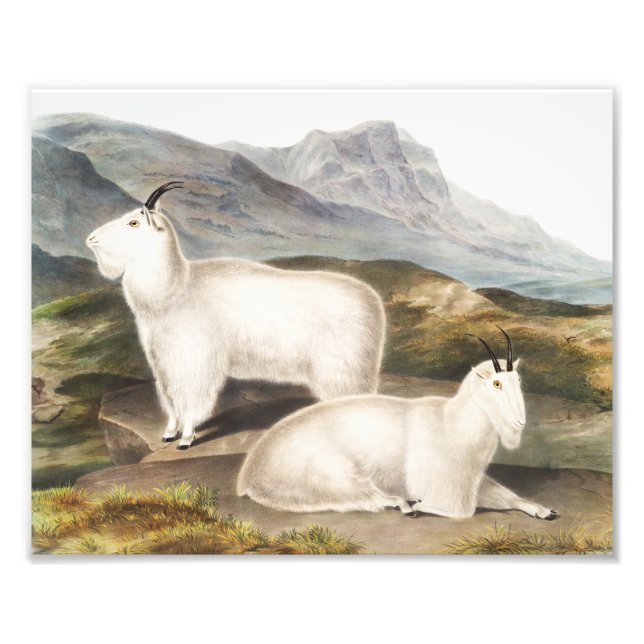 Rocky Mountain Goat (Capra Americana) Illustration Fototryck (Framsidan)