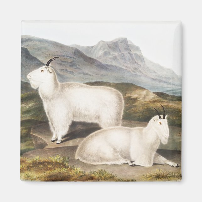 Rocky Mountain Goat (Capra Americana) Illustration Magnet (Framsidan)