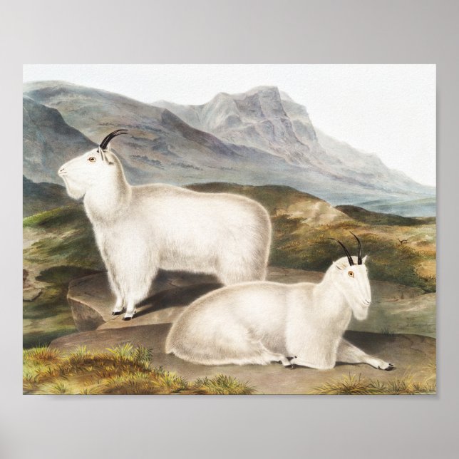 Rocky Mountain Goat (Capra Americana) Illustration Poster (Framsidan)