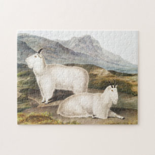Rocky Mountain Goat (Capra Americana) Illustration Pussel