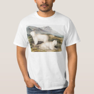 Rocky Mountain Goat (Capra Americana) Illustration T Shirt