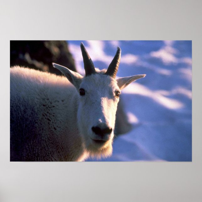 Rocky Mountain Goat Head Poster (Framsidan)