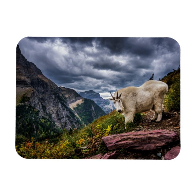 Rocky Mountain Goat Magnet (Horisontell)