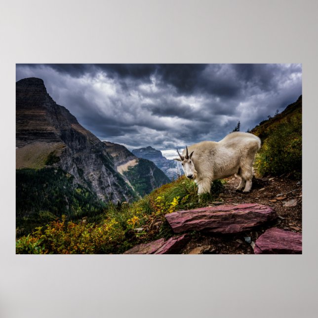 Rocky Mountain Goat Poster (Framsidan)