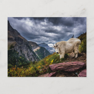 Rocky Mountain Goat Vykort