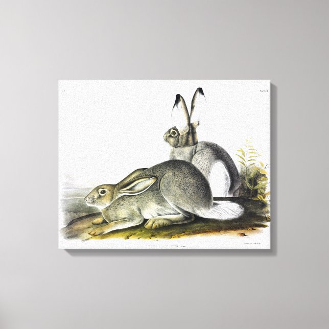 Rocky Mountain Hare eller Vitstjärtkanin Canvastryck (Framsida)