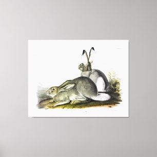 Rocky Mountain Hare eller White-tailed Jackkanit Canvastryck