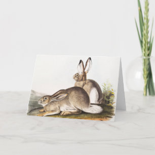 Rocky Mountain Hare (Lepus Townsendii) Kort