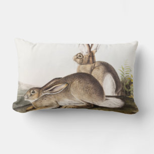 Rocky Mountain Hare (Lepus Townsendii) Lumbarkudde
