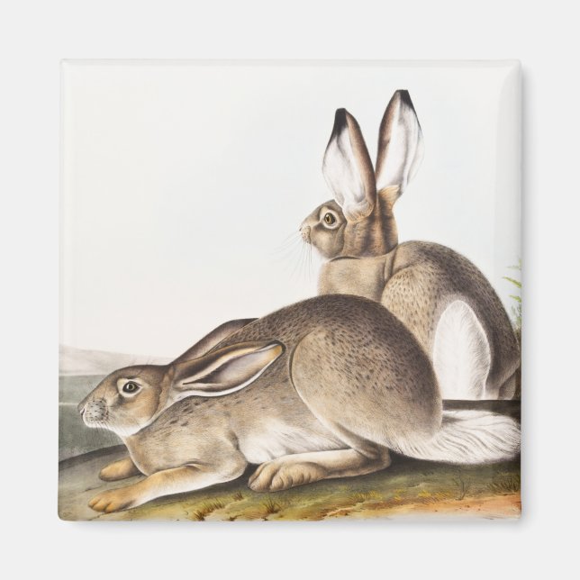 Rocky Mountain Hare (Lepus Townsendii) Magnet (Framsidan)