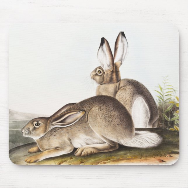 Rocky Mountain Hare (Lepus Townsendii) Musmatta (Framsidan)