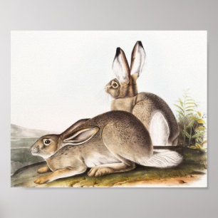Rocky Mountain Hare (Lepus Townsendii) Poster