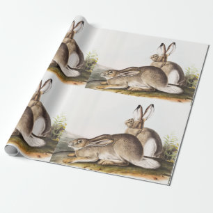 Rocky Mountain Hare (Lepus Townsendii) Presentpapper