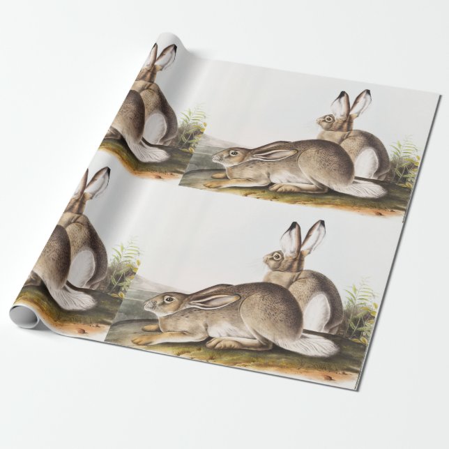 Rocky Mountain Hare (Lepus Townsendii) Presentpapper (Utrullad)