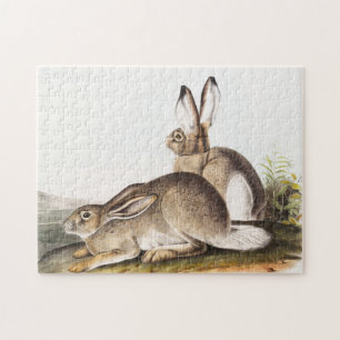 Rocky Mountain Hare (Lepus Townsendii) Pussel