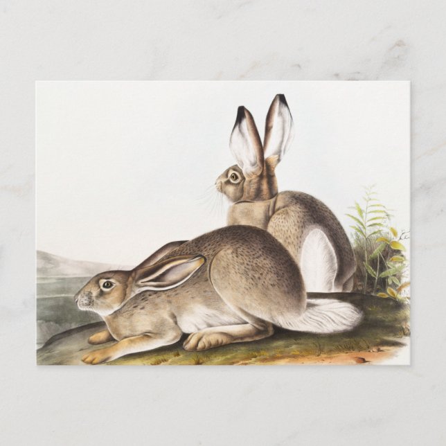Rocky Mountain Hare (Lepus Townsendii) Vykort (Framsida)