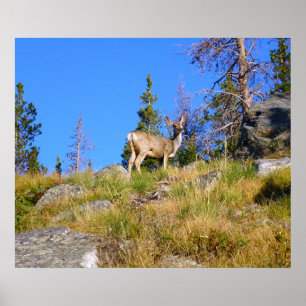 Rocky Mountain Hjort Poster