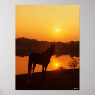 Rocky Mountain Horse Ställande i Sunset Poster