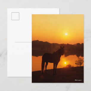 Rocky Mountain Horse Ställande i Sunset Vykort