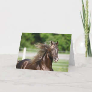 Rocky Mountain Horse Stallion Headshot Kort