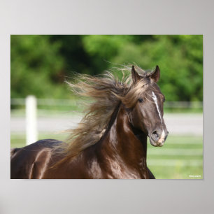 Rocky Mountain Horse Stallion Headshot Poster