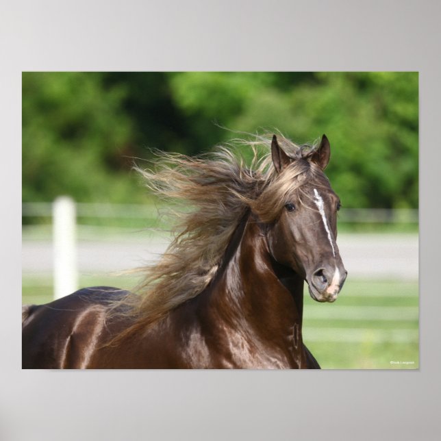 Rocky Mountain Horse Stallion Headshot Poster (Framsidan)