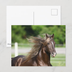 Rocky Mountain Horse Stallion Headshot Vykort