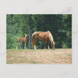 Rocky Mountain mare och colt Vykort