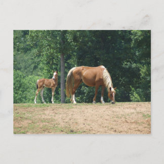 Rocky Mountain mare och colt Vykort