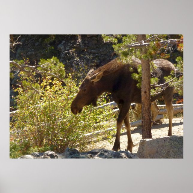 Rocky Mountain Moose Poster (Framsidan)