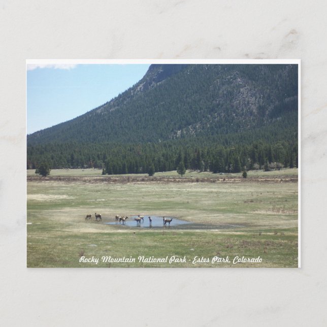 Rocky Mountain National Park i Estes park, CO Vykort (Framsida)