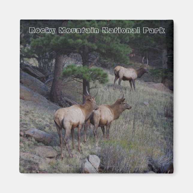 Rocky Mountain National Park Magnets Magnet (Framsidan)