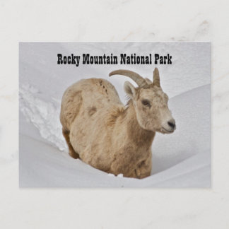 Rocky Mountain National Park Wildlife-vykort Vykort