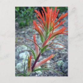 Rocky Mountain Park Vykort