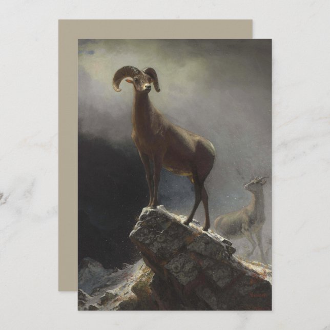 Rocky Mountain Sheep av Albert Bierstadt Julkort (Fram/baksida)