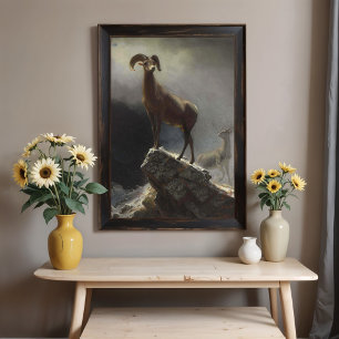 Rocky Mountain Sheep av Albert Bierstadt Poster
