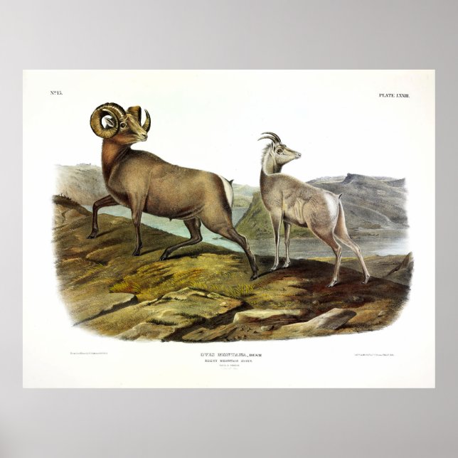 Rocky Mountain Sheep, Bighorn Sheep by Audubon Poster (Framsidan)