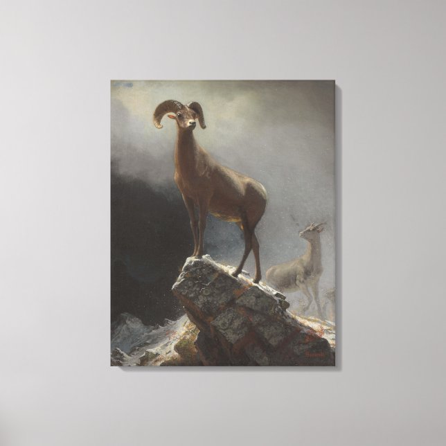 Rocky Mountain Sheep eller Big Horn, Ovis, Montana Canvastryck (Framsida)